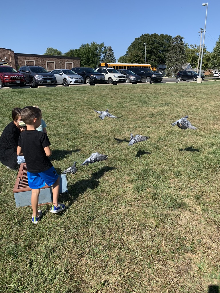pigeons